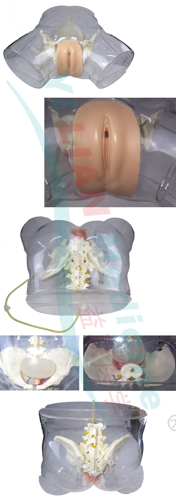 �߼�͸��Ů�Ե���ģ��